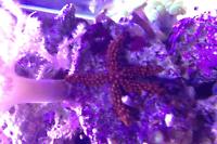 Linckia Sea Star