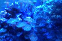 Button Polyp Thumbnail