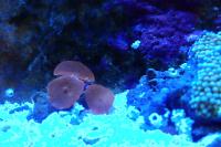 Mushroom Coral Orange Thumbnail