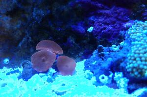 Mushroom Coral Orange Thumbnail