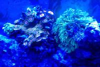 Assorted Zoas Thumbnail