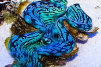 Squamosa Clam