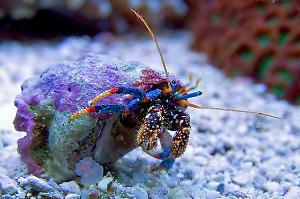 Blue Legged Hermit Crab Thumbnail