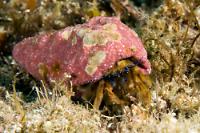 Cortez Hermit Crab Thumbnail