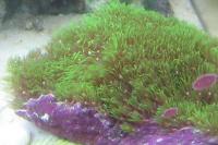 Green Star Polyp Thumbnail