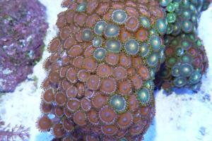 Zoanthid