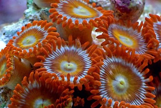 Zoanthid