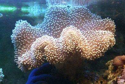 Toadstool Mushroom Leather Coral