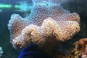 Toadstool Mushroom Leather Coral Thumbnail