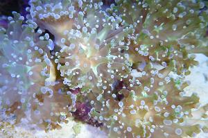 Frogspawn Coral - Branched Thumbnail