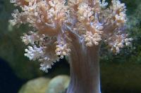 Kenya Tree Coral