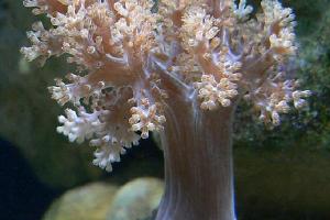 Kenya Tree Coral Thumbnail