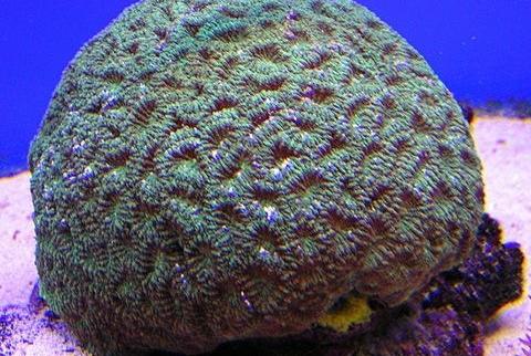 Brain Coral, Favites