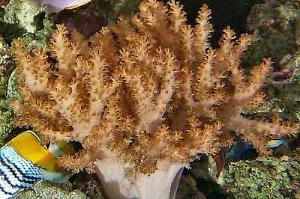 Mushroom Finger Leather Coral