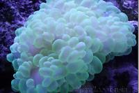 Bubble Coral