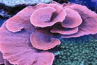 Leaf Plate Montipora Thumbnail