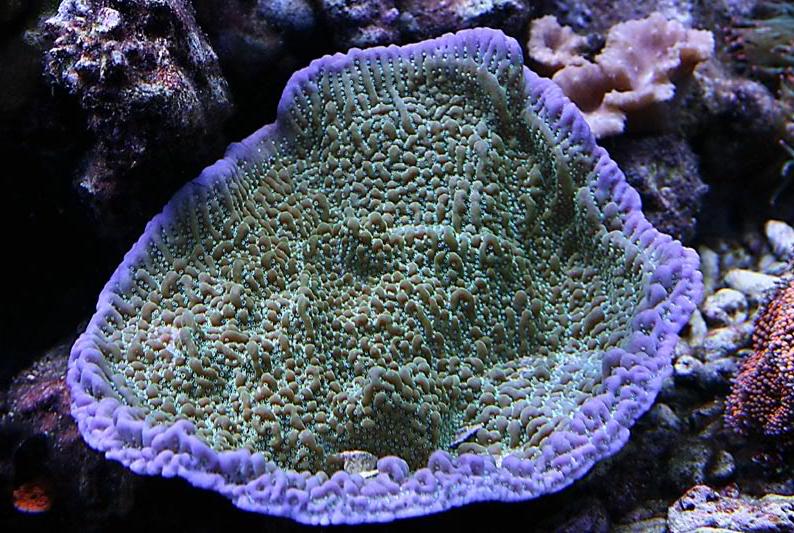 Idaho Grape Montipora