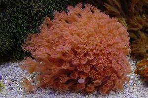 Flower Pot Coral - Green