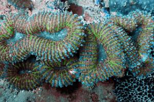 Lobophyllia Brain Coral Thumbnail