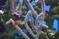 Corky Sea Finger Gorgonian Thumbnail