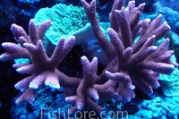 Branched Montipora Coral Thumbnail