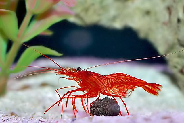 Peppermint Shrimp