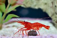 Peppermint Shrimp