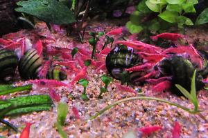 Red Cherry Shrimp Thumbnail