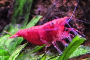 Red Cherry Shrimp Thumbnail