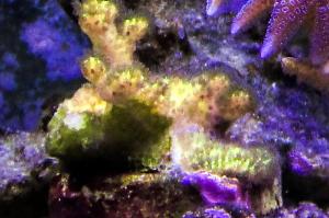 green Encrusting Montipora Thumbnail