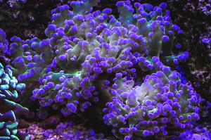 Frogspawn Coral - Branched Thumbnail