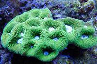 Chalice Coral Thumbnail