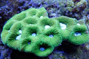 Chalice Coral