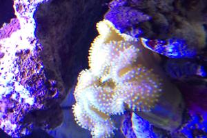 Yellow Fiji Leather Coral Thumbnail