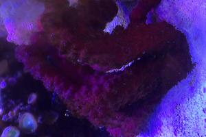 Chili Coral Thumbnail