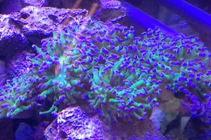 Frogspawn Coral - Branched Thumbnail