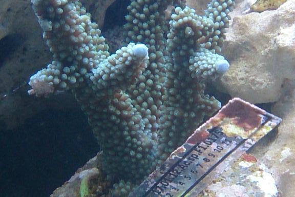 Steve Elias Blue Stag / Acropora loisettae 5