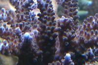 Acropora Coral Thumbnail