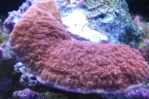 Plate Coral Short Tentacle Thumbnail