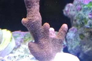 Branched Montipora Coral Thumbnail