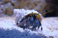 Dwarf Zebra Hermit Crab Thumbnail