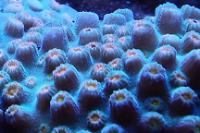 Superman Montipora Thumbnail