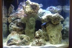 My 1st Nano Reef Thumbnail