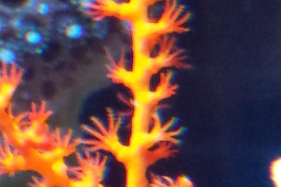 Orange Tree Gorgonian / Swiftia exserta 25