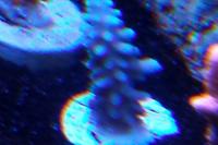 Acropora Coral Thumbnail