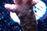 Acropora Coral Thumbnail