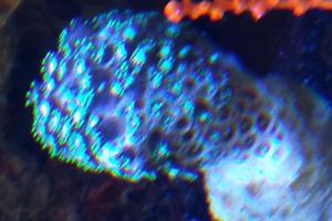 Zoanthid Thumbnail