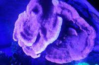 Leaf Plate Montipora Pink Thumbnail