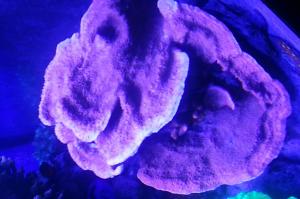 Leaf Plate Montipora Pink