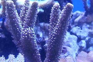 Branched Montipora Coral Thumbnail